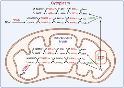 Dissecting the mechanism of regulation of a ferroptosis-like form of cell death in Drosophila melanogaster